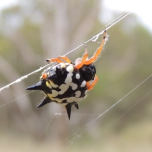 Austracantha minax at Greenway, ACT - 15 Dec 2015