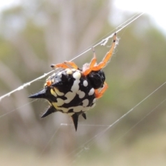 Austracantha minax (Christmas Spider, Jewel Spider) at Pine Island to Point Hut - 15 Dec 2015 by michaelb