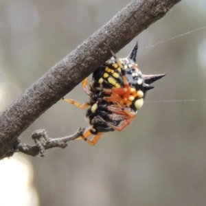 Austracantha minax at Greenway, ACT - 15 Dec 2015