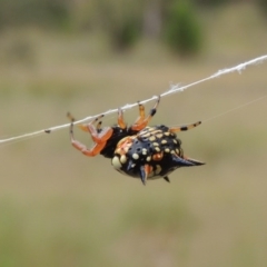 Austracantha minax at Greenway, ACT - 15 Dec 2015 07:08 PM