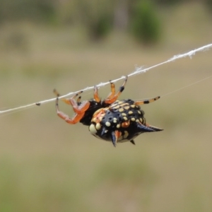 Austracantha minax at Greenway, ACT - 15 Dec 2015