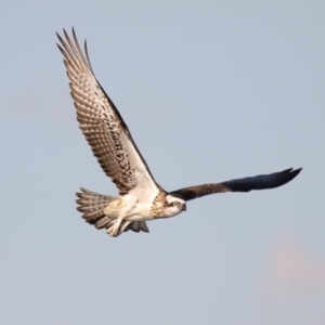 Pandion haliaetus at Merimbula, NSW - suppressed