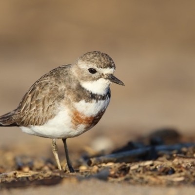 Anarhynchus bicinctus (Double-banded Plover) at Mogareeka, NSW - 25 Jul 2016 by Leo