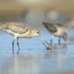 Limosa lapponica at Merimbula, NSW - 30 Jul 2016