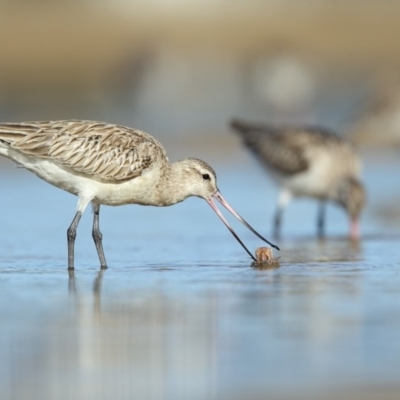 Limosa lapponica (Bar-tailed Godwit) at Merimbula, NSW - 30 Jul 2016 by Leo