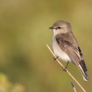 Microeca fascinans at Eden, NSW - 29 Jun 2016