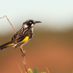 Phylidonyris novaehollandiae (New Holland Honeyeater) at Ben Boyd National Park - 28 Jun 2016 by Leo