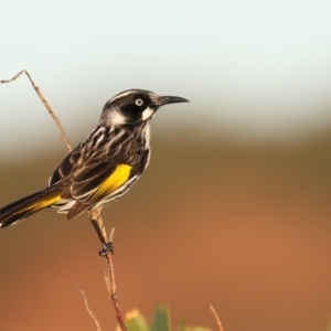 Phylidonyris novaehollandiae at Eden, NSW - 29 Jun 2016 08:00 AM