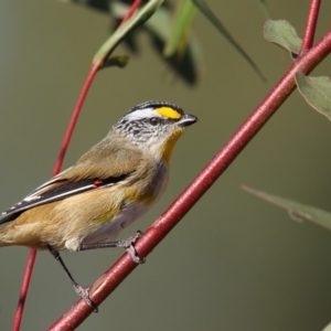 Pardalotus striatus at Bibbenluke, NSW - 14 May 2016