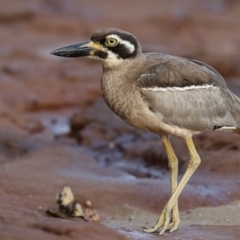 Esacus magnirostris (Beach Stone-curlew) at Merimbula, NSW - 12 Apr 2016 by Leo