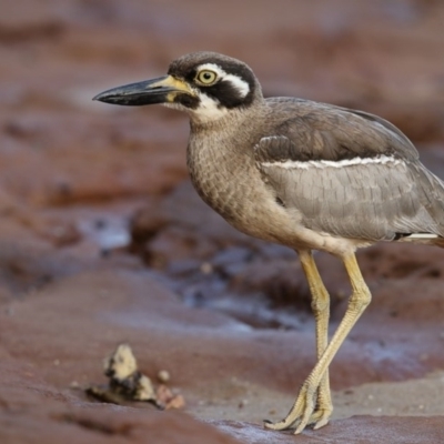 Esacus magnirostris (Beach Stone-curlew) at Merimbula, NSW - 12 Apr 2016 by Leo