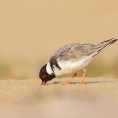 Charadrius rubricollis (Hooded Plover) at Tura Beach, NSW - 4 Mar 2016 by Leo