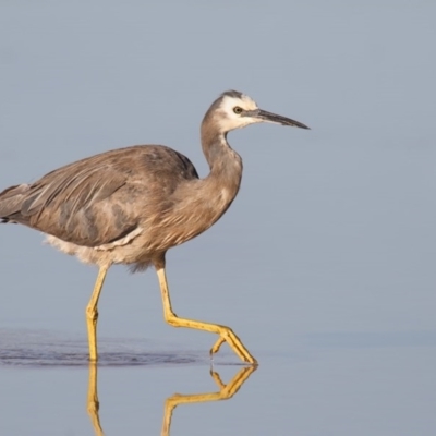 Egretta novaehollandiae (White-faced Heron) at Merimbula, NSW - 16 Mar 2016 by Leo