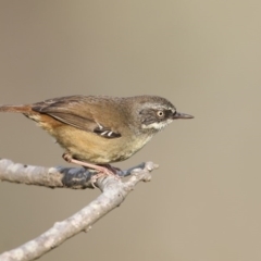 Sericornis frontalis (White-browed Scrubwren) at Eden, NSW - 14 Apr 2016 by Leo