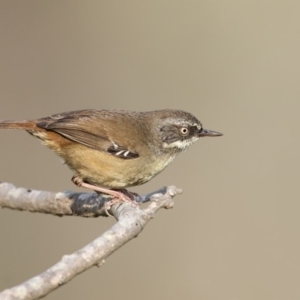 Sericornis frontalis at Eden, NSW - 15 Apr 2016 08:06 AM