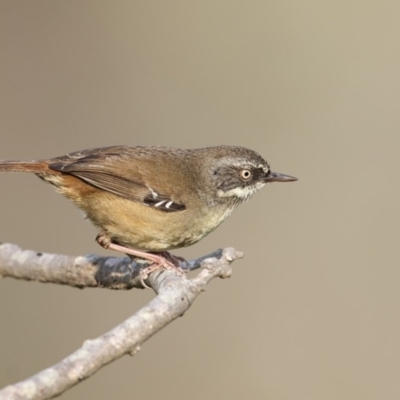 Sericornis frontalis (White-browed Scrubwren) at Ben Boyd National Park - 14 Apr 2016 by Leo