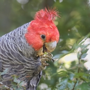 Callocephalon fimbriatum at Pambula, NSW - 18 Jan 2016