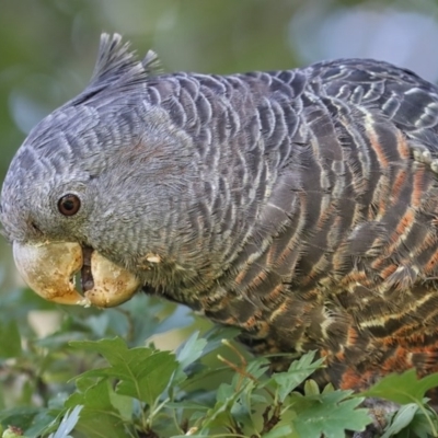 Callocephalon fimbriatum (Gang-gang Cockatoo) at Pambula, NSW - 18 Jan 2016 by Leo