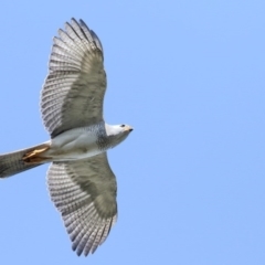 Accipiter novaehollandiae (Grey Goshawk) at Merimbula, NSW - 28 Dec 2015 by Leo