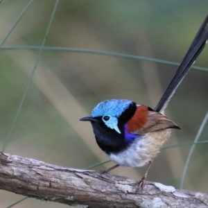 Malurus lamberti at Merimbula, NSW - 30 Sep 2015 07:24 AM
