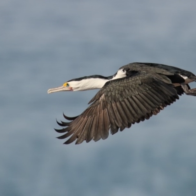 Phalacrocorax varius (Pied Cormorant) at Eden, NSW - 28 Apr 2016 by Leo