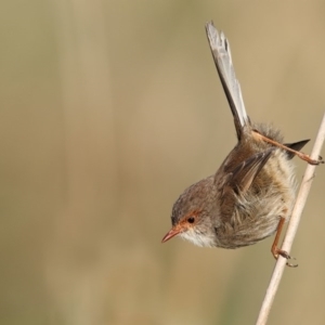 Malurus cyaneus at Pambula, NSW - 19 Apr 2016