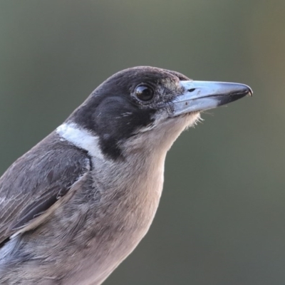 Cracticus torquatus (Grey Butcherbird) at Merimbula, NSW - 24 Dec 2015 by Leo