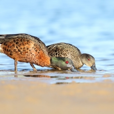 Anas castanea (Chestnut Teal) at Mogareeka, NSW - 2 Dec 2015 by Leo