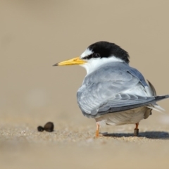 Sternula albifrons (Little Tern) at Mogareeka, NSW - 3 Dec 2015 by Leo