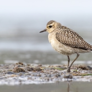 Pluvialis fulva at Lake Curalo - 27 Oct 2015