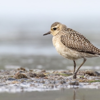Pluvialis fulva (Pacific Golden-Plover) at Lake Curalo - 27 Oct 2015 by Leo