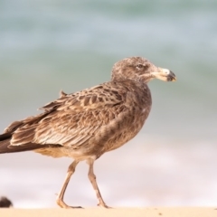 Larus pacificus (Pacific Gull) at Merimbula, NSW - 30 Aug 2015 by Leo