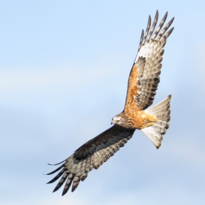 Lophoictinia isura (Square-tailed Kite) at Merimbula, NSW - 29 Aug 2015 by Leo