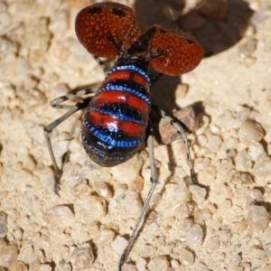 Acripeza reticulata at Tennent, ACT - 20 Feb 2016 02:22 PM