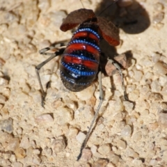 Acripeza reticulata at Tennent, ACT - 20 Feb 2016 02:22 PM