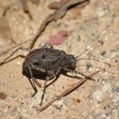 Acripeza reticulata at Tennent, ACT - 20 Feb 2016 02:22 PM