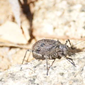 Acripeza reticulata at Tennent, ACT - 20 Feb 2016 02:22 PM