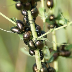 Chrysolina quadrigemina at Garran, ACT - 19 Oct 2015