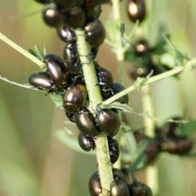 Chrysolina quadrigemina (Greater St Johns Wort beetle) at Red Hill Nature Reserve - 19 Oct 2015 by roymcd