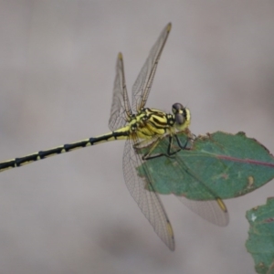 Austrogomphus guerini at Red Hill, ACT - 28 Jan 2016