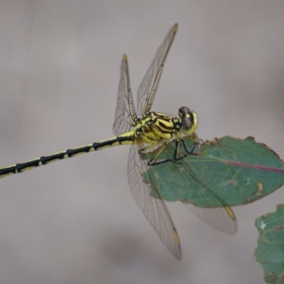 Austrogomphus guerini (Yellow-striped Hunter) at Red Hill Nature Reserve - 28 Jan 2016 by roymcd