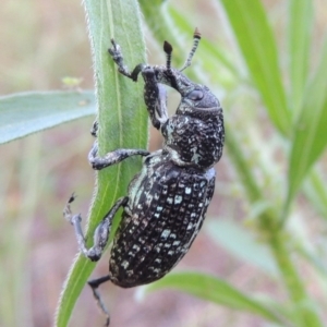 Chrysolopus spectabilis at Greenway, ACT - 2 Mar 2015 07:39 PM