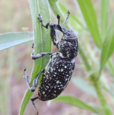 Chrysolopus spectabilis (Botany Bay Weevil) at Greenway, ACT - 2 Mar 2015 by MichaelBedingfield