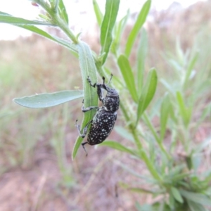 Chrysolopus spectabilis at Greenway, ACT - 2 Mar 2015 07:39 PM