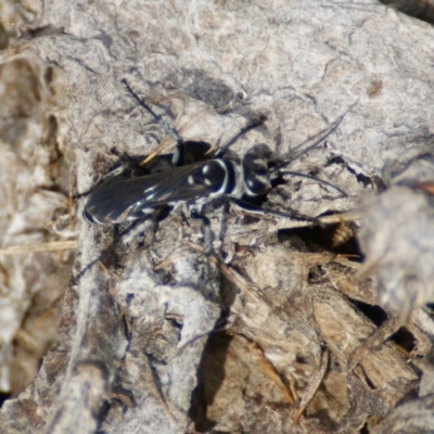 Turneromyia sp. (genus) (Zebra spider wasp) at Jerrabomberra Grassland - 30 Jan 2016 by roymcd
