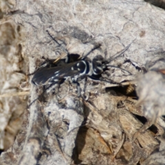 Turneromyia sp. (genus) (Zebra spider wasp) at Hume, ACT - 30 Jan 2016 by roymcd