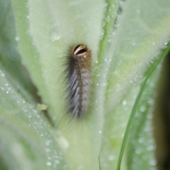 Anthelidae sp. (family) (Unidentified anthelid moth or Australian woolly bear) at Red Hill Nature Reserve - 13 Nov 2015 by roymcd