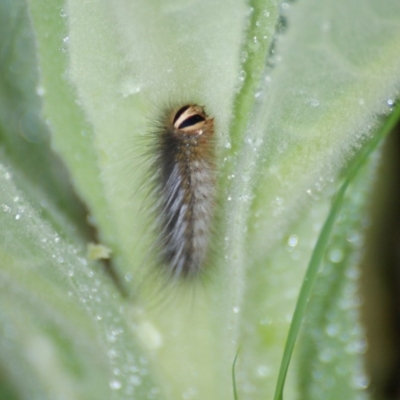 Anthelidae (family) (Unidentified Anthelid moth or Australian woolly bear) at Red Hill Nature Reserve - 14 Nov 2015 by roymcd