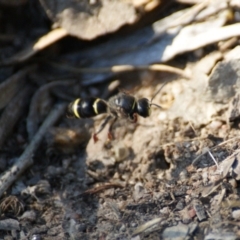 Eumeninae (subfamily) (Unidentified Potter wasp) at Garran, ACT - 8 Feb 2016 by roymcd
