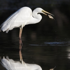 Ardea alba at Merimbula, NSW - 13 Dec 2012 07:18 AM